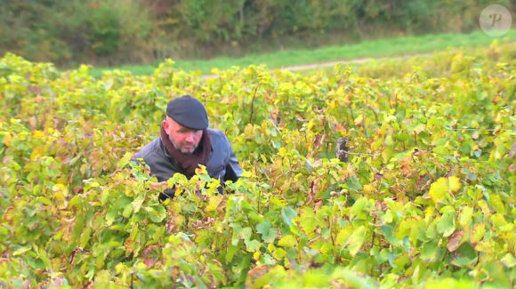 Christophe (46 ans), vigneron en Bourgogne – Franche-Comté. Candidat de "L'amour est dans le pré 2017".