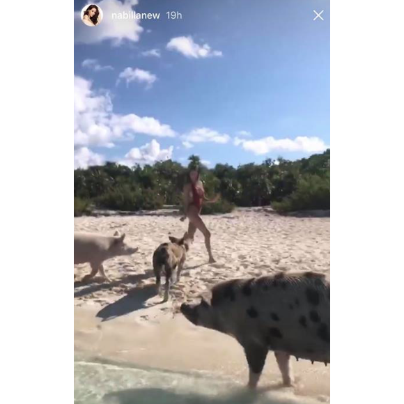 Nabilla amoureuse aux Bahamas, le 17 mai 2018 avec son chéri Thomas. Ici avec des cochons.