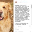Michael Youn pleure la mort de Robbie, son chien. Instagram, le 6 janvier 2019