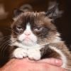 Grumpy Cat lors de la présentation du nouveau calendrier Opel "Georgia & Grumpy - Not impressed by Wonderland" à Berlin, Allemagne, le 1er février 2017.