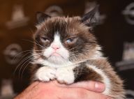Grumpy Cat est morte : la chatte grincheuse du web avait 7 ans
