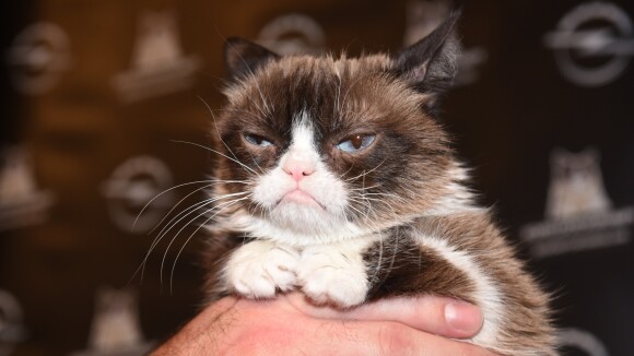 Grumpy Cat est morte : la chatte grincheuse du web avait 7 ans