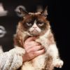 Grumpy Cat lors de la présentation du nouveau calendrier Opel "Georgia & Grumpy - Not impressed by Wonderland" à Berlin, Allemagne, le 1er février 2017.