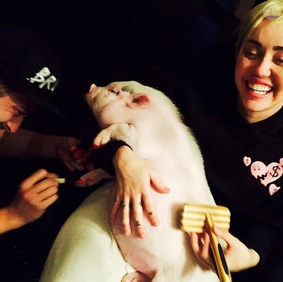 Miley Cyrus fait une manucure à son cochon sur Instagram, novembre 2014