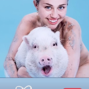 Miley Cyrus rend un dernier hommage à sa cochonne disparue, Bubba Sue, le 11 juillet 2019.