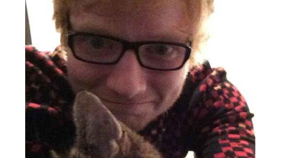 Ed Sheeran en deuil : son chat est mort dans d'atroces circonstances