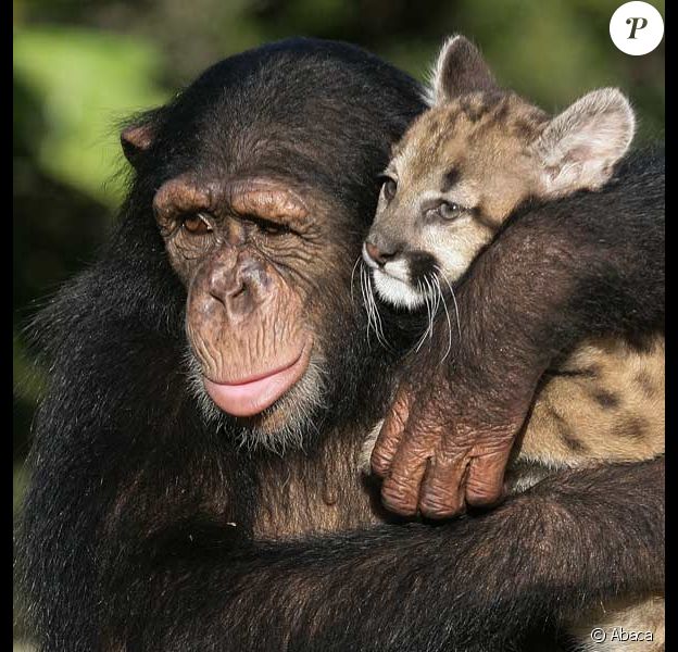 Ce Singe Se Prend Pour Un Puma C Est Tres Dangereux Purepeople