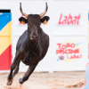 Mort de Rosa, vachette star d'"Intervilles".
