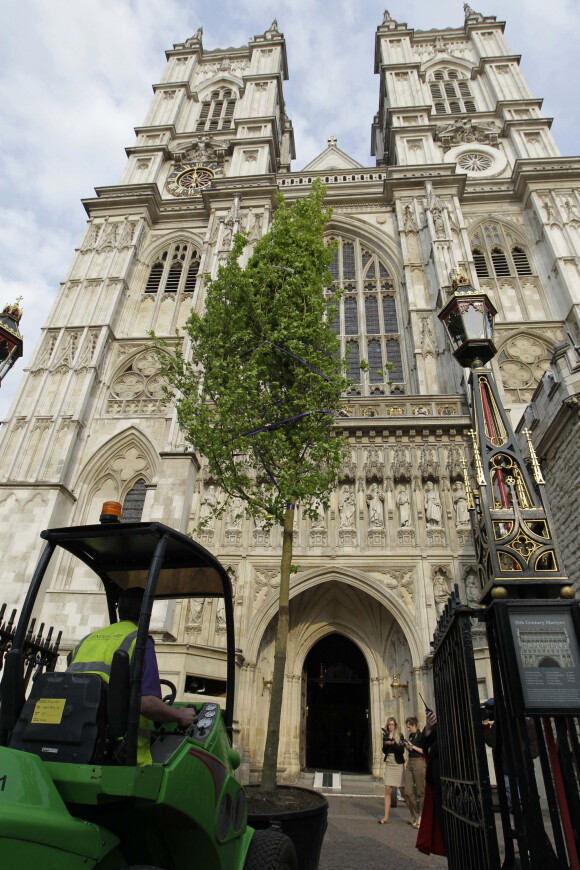 Mise en place des érables anglais dans l'Abbaye de Westminster, le 26 avril 2011, trois jours avant le mariage du prince William et Kate Middleton.