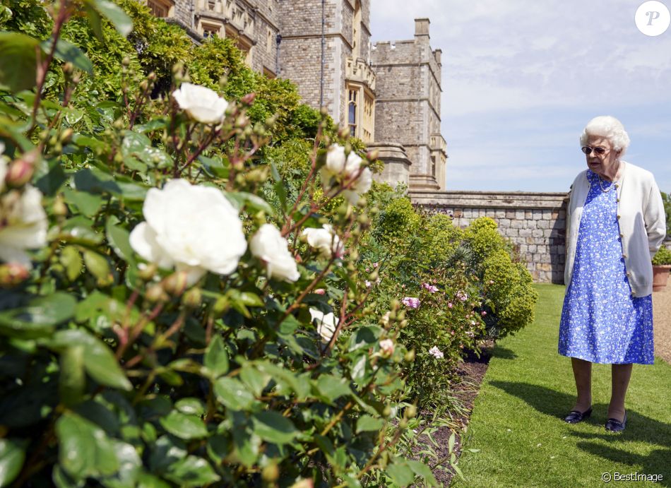 La reine Elisabeth II reçoit des mains de Keith Weed, président de la Société Royale d'Horticulture, la rose "Duke of Edimburgh" au château de Windsor. Le 9 juin 2021