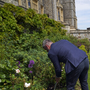 La reine Elizabeth II a suivi la plantation de la rose "Duc d'Edimbourg", nommé d'après son défunt mari le prince Philip, au château de Windsor. Le 9 juin 2021
