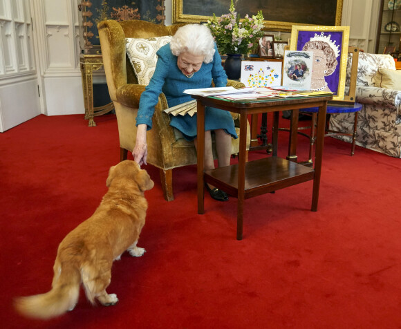 La reine Elisabeth II est rejointe par l'un de ses chiens, un Dorgi appelé Candy, alors qu'elle regarde une exposition de souvenirs de ses jubilés d'or et de platine dans la salle Oak du château de Windsor. Février 2022.