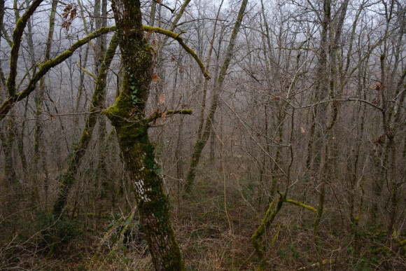 La forêt vers Drignac et Cagnac-les-Mines, la ville où habitait Delphine Jubillar, l'infirmière du Tarn qui a disparu. 18 janvier 2022