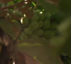 Et notamment sur le jour où il a trouvé en pleine jungle un régime de bananes impressionnant.
Premier épisode de "Koh-Lanta, Les Chasseurs d'immunité" sur TF1.