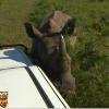 Le rhinocéros est très proche de la jeep !