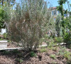 Cent-cinquante arbres et arbustes, de diverses essences, poussent désormais à la place : des oliviers, amandiers, chênes verts et six pins parasols. 
Christian Estrosi et sa femme Laura Tenoudji pour l'inauguration de "La Bourgada" à Nice, le samedi 22 juin 2024