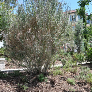 Cent-cinquante arbres et arbustes, de diverses essences, poussent désormais à la place : des oliviers, amandiers, chênes verts et six pins parasols. 
Christian Estrosi et sa femme Laura Tenoudji pour l'inauguration de "La Bourgada" à Nice, le samedi 22 juin 2024