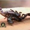 Oh le joli scorpion ! (prime du 22 octobre 2010)