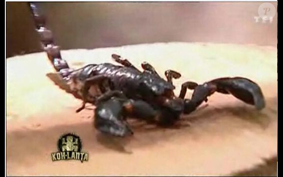 Oh le joli scorpion ! (prime du 22 octobre 2010)