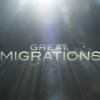 La bande-annonce de Great Migrations, documentaire de National Geographic