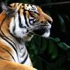 Campagne française WWF pour les tigres : www.3200tigres.wwf.fr