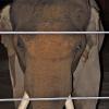 "Mike" l'éléphant à l'inauguration du zoo nocturne à Los Angeles, le 15 décembre 2010.