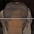 "Mike" l'éléphant à l'inauguration du zoo nocturne à Los Angeles, le 15 décembre 2010.