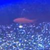 Hugo le poisson rouge n'a pas su décider qui quitterait l'aventure la semaine prochaine...