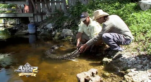 Brandon et un crocodile dans les anges de la télé réalité 2 Miami Dreams, le jeudi 26 mai 2011 sur NRJ 12.