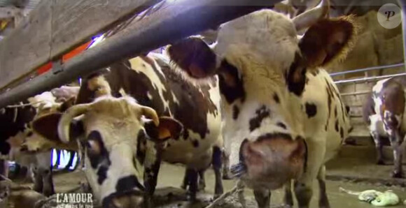 Les vaches de Jean-Claude, dans l'amour est dans le pré, saison 6 !