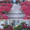Les 10 000 roses que ses fans ont posé devant la tombe de Michael Jackson