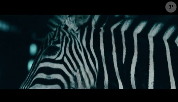 Un zèbre dans cette image extraite du clip White Light de George Michael, juillet 2012.