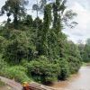 Image de la réserve de Danum Valley, en Malaisie, où le prince William et Kate Middleton se rendront en septembre 2012