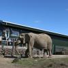La princesse Anne inaugurant le nouvel enclos des éléphants au Blair Drummond Safari Park le 19 avril 2013.