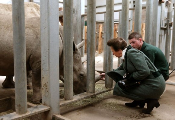 La princesse Anne inaugurant le nouvel enclos des éléphants au Blair Drummond Safari Park le 19 avril 2013. Bon, là c'est un rhinocéros...