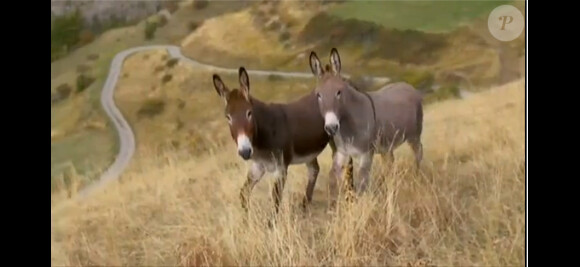 Des ânes dans L'amour est dans le pré 8, lundi 24 juin 2013 sur M6