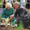 Camilla Parker Bowles, lors d'une visite du Maggie's Cancer Caring Centre à Swansea. Au Royaume-Uni, le 4 juillet 2013. Après avoir pris un thé avec les patients, la duchesse a fait du jardinage.