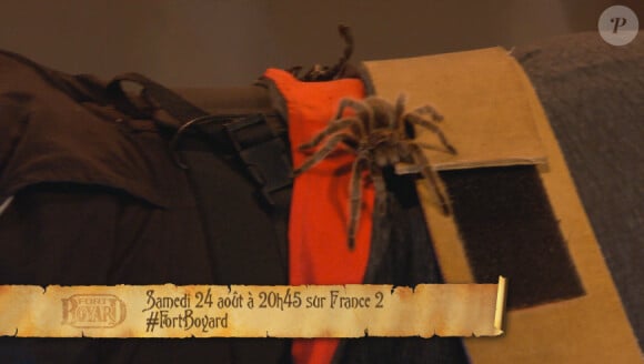 Baptiste Giabiconi face aux scorpions et aux araignées dans Fort Boyard (émission 8), le 24 août 2013 sur France 2.