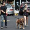 Amanda Seyfried et Justin Long se promènent avec un joli chien (celui d'Amanda) à Los Angeles, le 31 août 2013 : le début d'une romance ?