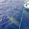LeAnn Rimes a regardé son mari Eddie Cibrian et son père, nager avec les requins à Hawaï, le 3 février 2014.