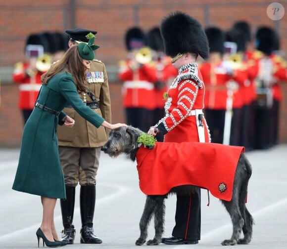 Kate caresse Domhnall, la mascotte. Le prince William, en sa qualité de colonel du régiment des Irish Guards, et la duchesse Catherine de Cambridge participaient aux Mons Barracks d'Aldershot, le 17 mars 2014, à la Saint Patrick des Irish Guards, au cours de laquelle Kate avait pour mission de distribuer l'emblématique trèfle porte-bonheur.