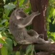 Un mignon petit koala dans Les Anges de la télé-réalité 6 sur NRJ 12 le jeudi 17 avril 2014