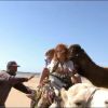 Journée chameau à Essaouira pour les Ch'tis et les Marseillais dans Les Ch'tis vs. Les Marseillais sur W9, le mardi 17 juin 2014