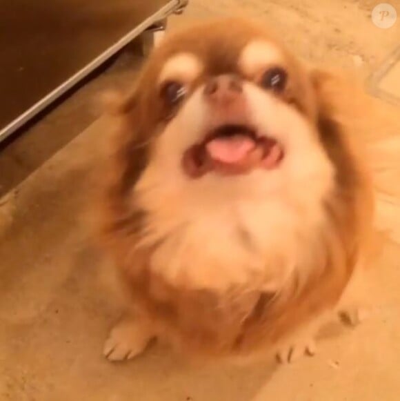 L'un des chiens de Paris Hilton