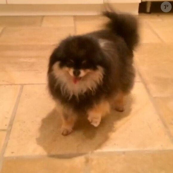 L'un des chiens de Paris Hilton