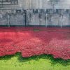 La reine Elizabeth II et le duc d'Edimbourg ont découvert le 16 octobre 2014 à la Tour de Londres l'installation baptisée "Blood Swept Lands and Seas of Red" de l'artiste Paul Cummins, hommage aux soldats morts lors de la Première Guerre mondiale qui sera achevé pour le 11 novembre, commémoration de l'Armistice.
