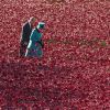 La reine Elizabeth II et le duc d'Edimbourg visitaient le 16 octobre 2014 à la Tour de Londres l'installation baptisée "Blood Swept Lands and Seas of Red" de l'artiste Paul Cummins, hommage aux soldats morts lors de la Première Guerre mondiale qui sera achevé pour le 11 novembre, commémoration de l'Armistice.