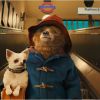L'ours Paddington dans le film Paddington.
