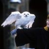 Hedwige dans Harry Potter (2001).