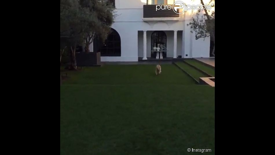  Sur son compte Instagram, Lori Loughlin joue avec son chien dans son jardin le 25 f&amp;eacute;vrier 2015 